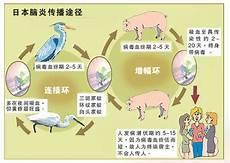 那一只蚊子是男是女