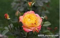 月季花的赞美