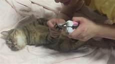 猫的指甲断了出血了